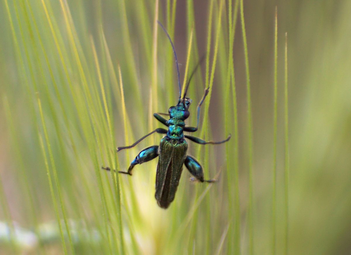 Oedemera nobilis